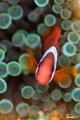   Nemo  